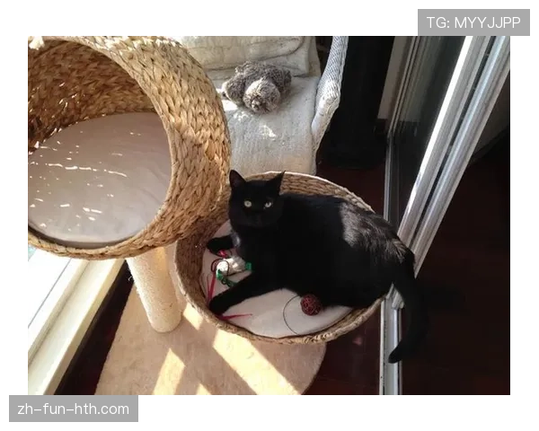 掌敏洁那生活简直两极分化，一边训练像疯子一边回家变猫奴？